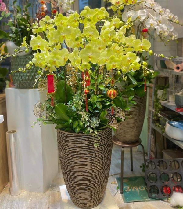 lan hồ điệp vàng