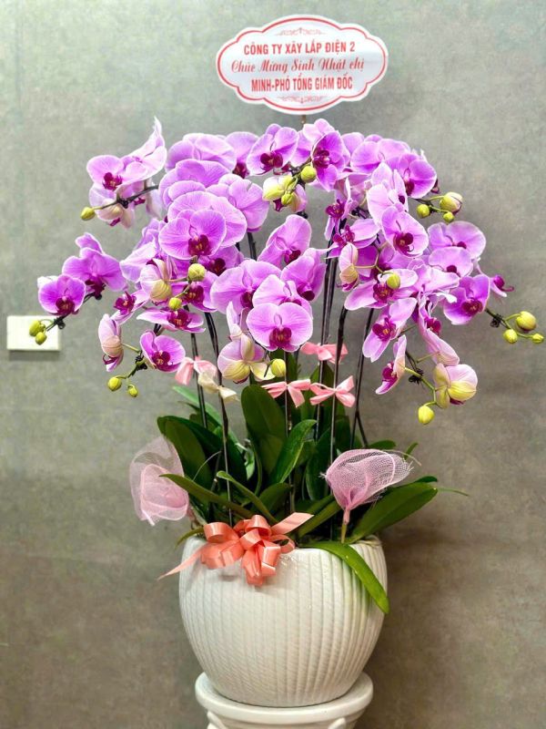 hoa lan hồ điệp mừng sinh nhật