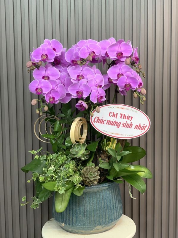 lan hồ điệp chúc mừng sinh nhật