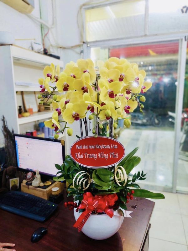 lan hồ điệp vàng