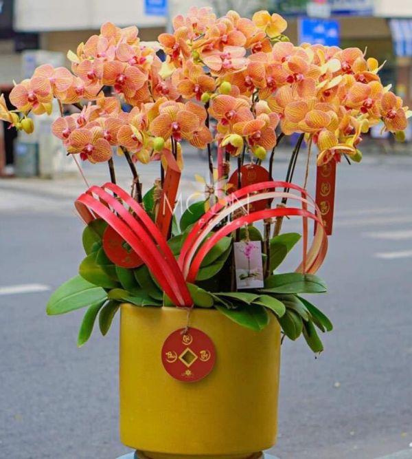 shop hoa lan hồ điệp quận tân bình