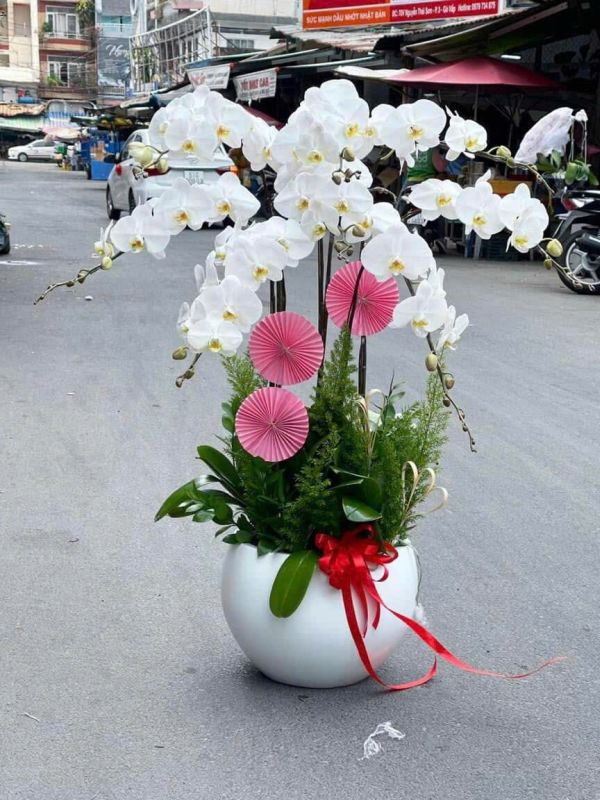 chậu lan hồ điệp trắng