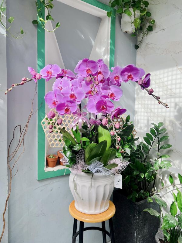 lan hồ điệp mini