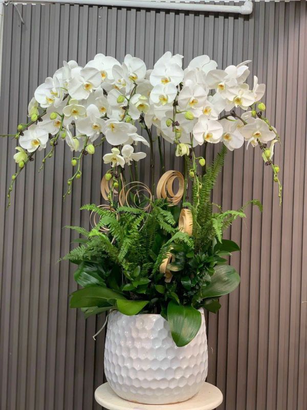 chậu lan hồ điệp trắng