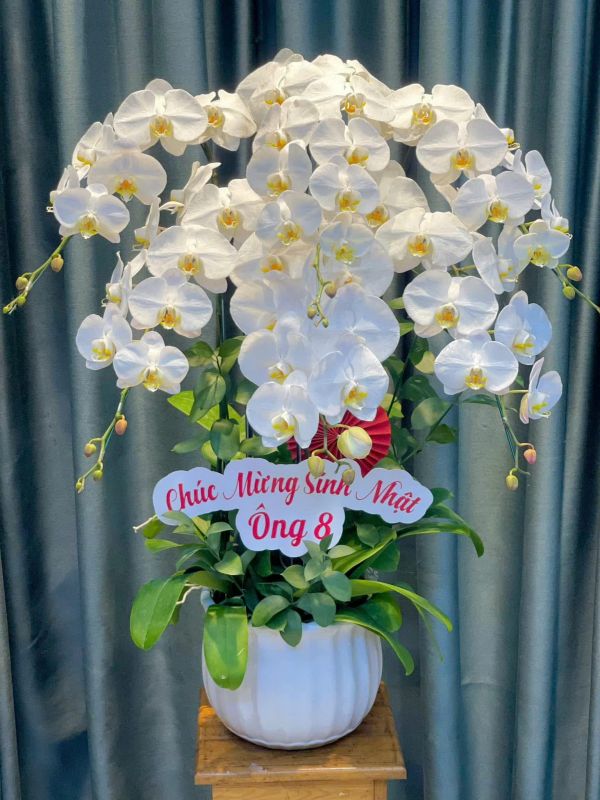 lan hồ điệp mừng sinh nhật