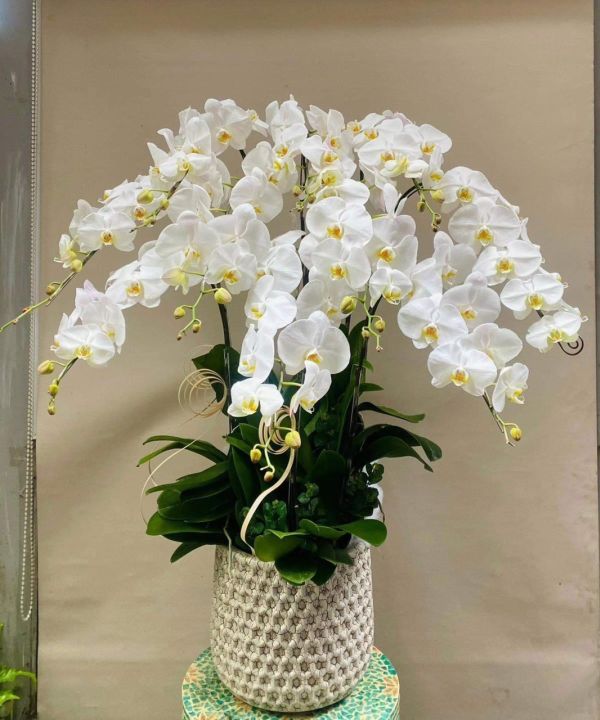 lan hồ điệp trắng