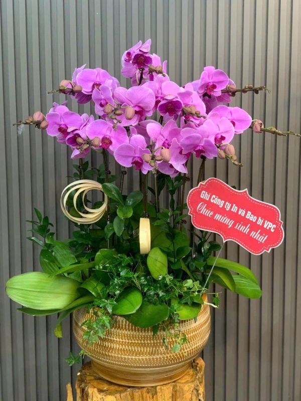 shop hoa lan hồ điệp thủ đức