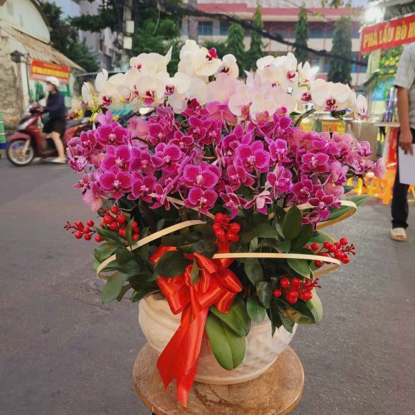 chậu lan hồ điệp 