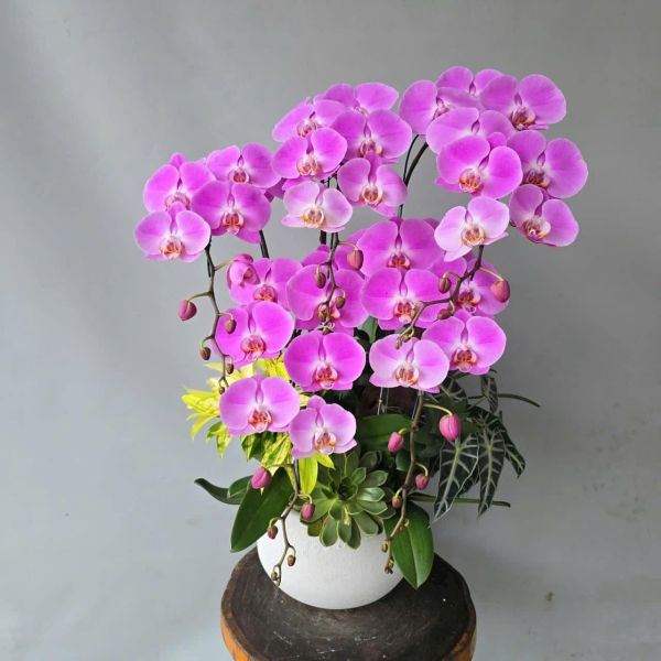 lan hồ điệp mini