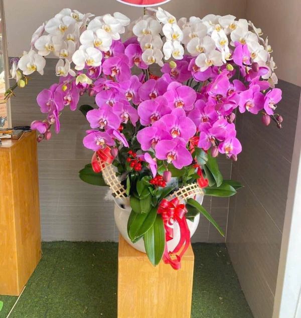 hoa lan hồ điệp tím