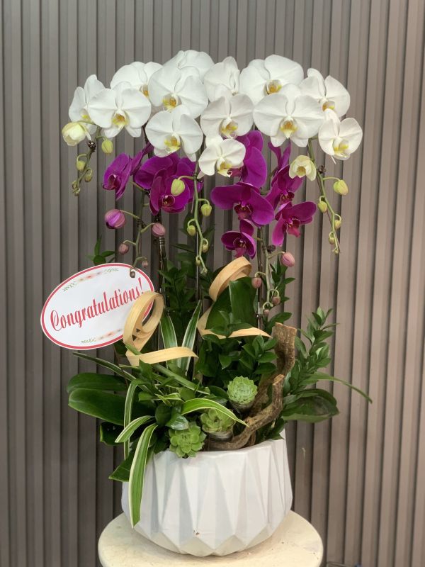 hoa lan hồ điệp trắng