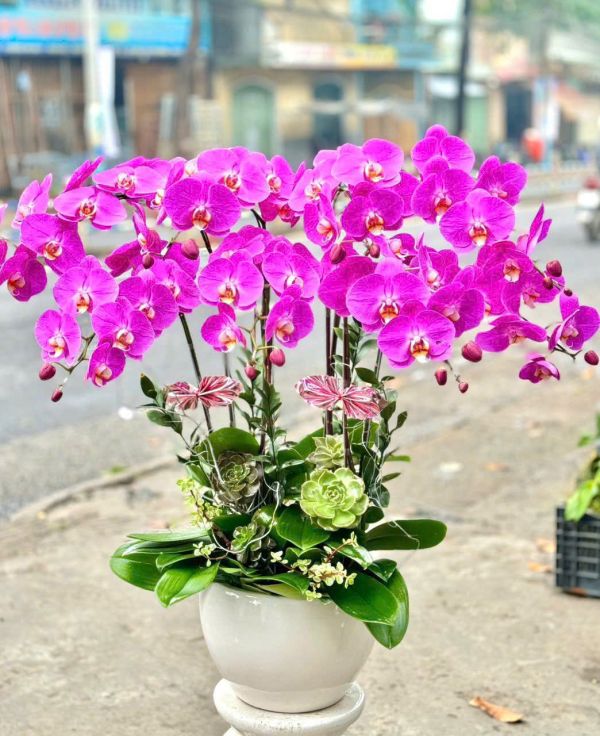 hoa lan hồ điệp tím