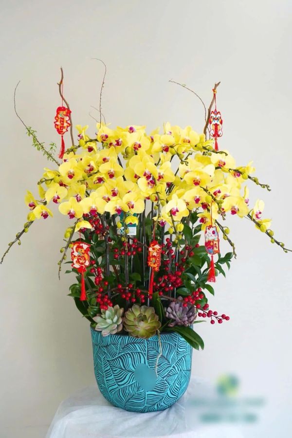 hoa lan hồ điệp