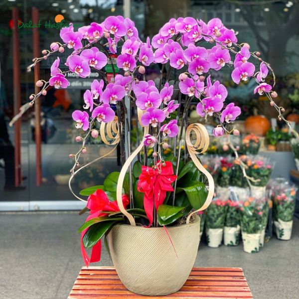 hoa lan hồ điệp