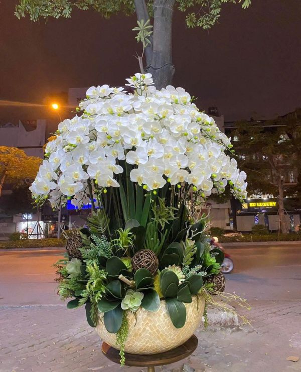 lan hồ điệp trắng