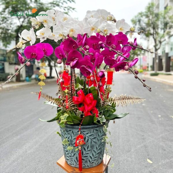 chậu lan hồ điệp